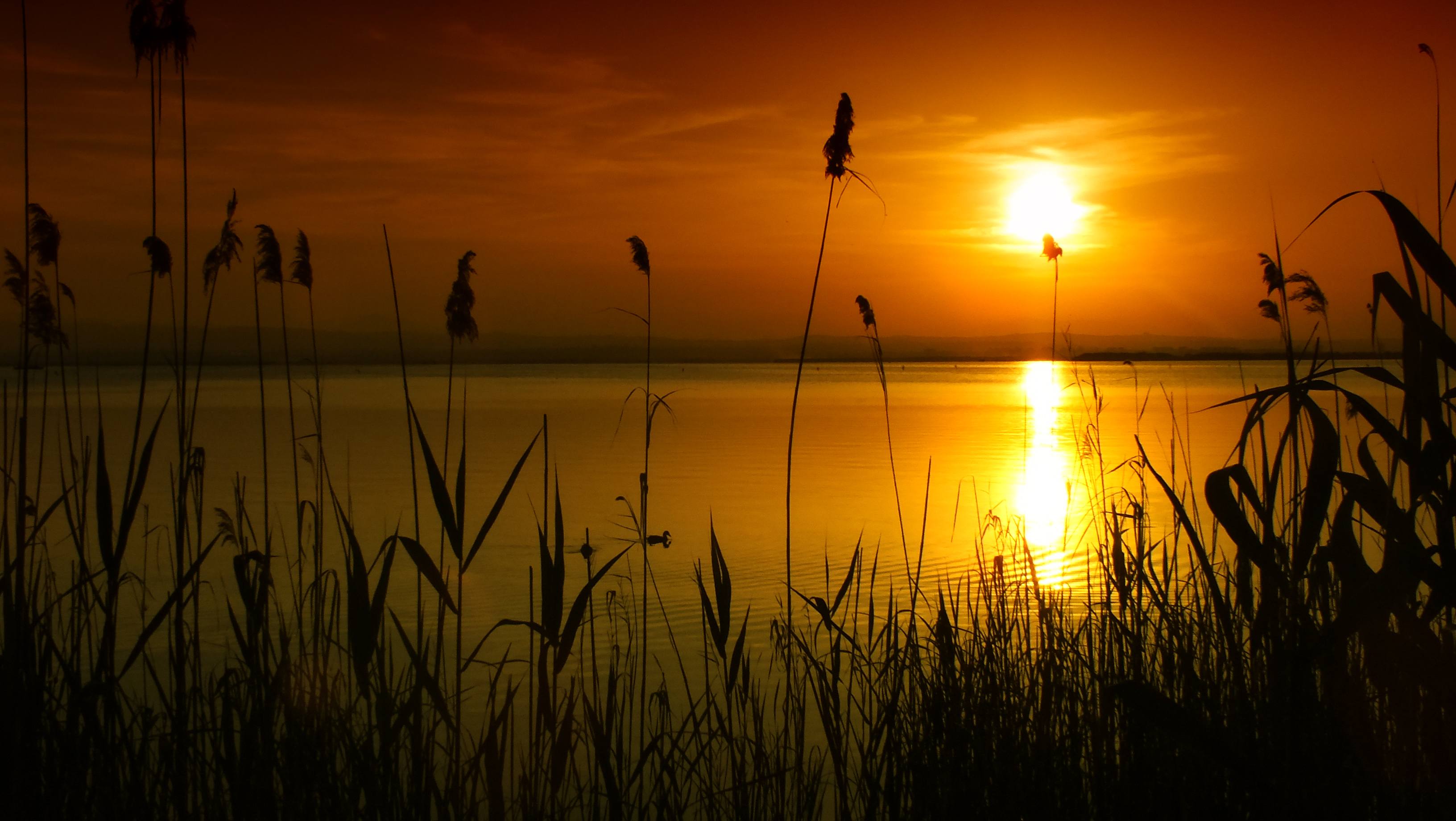 Atardecer entre los juncos de la Albufera de València